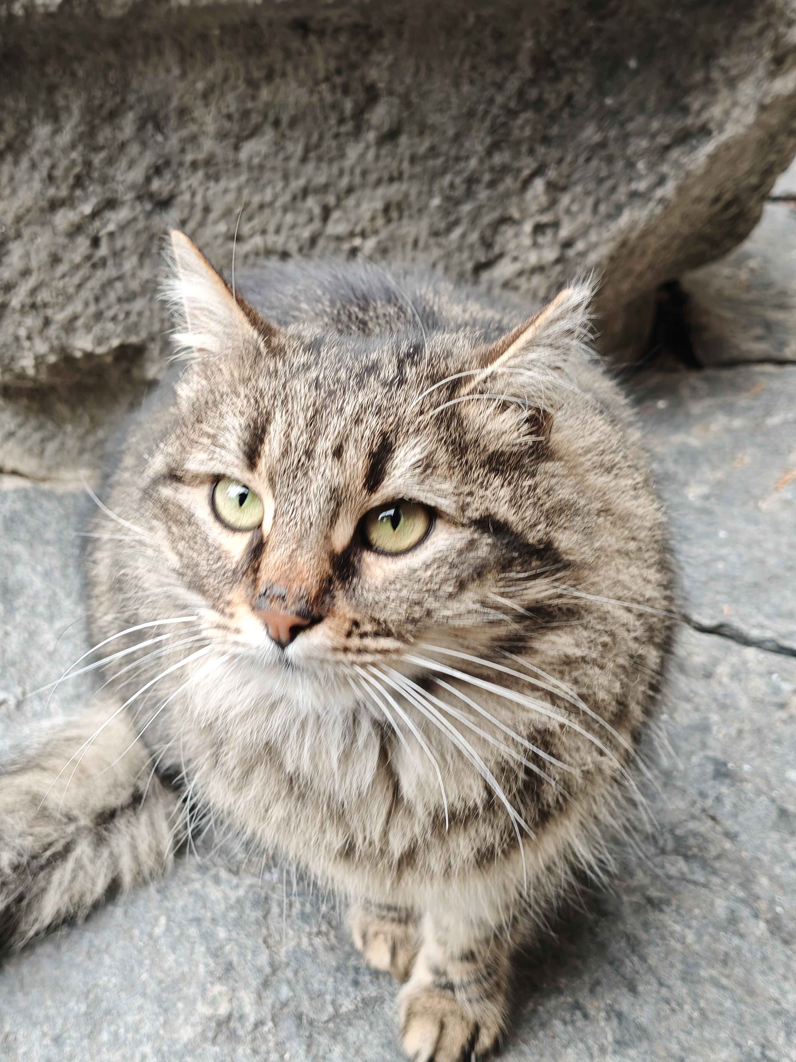 Cat at Rila Monastery